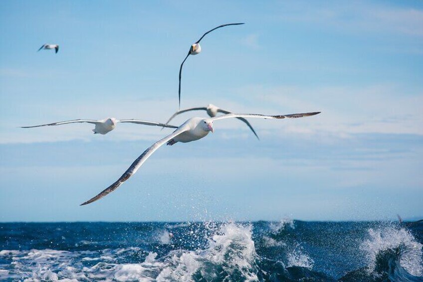 See the huge royal albatross and other albatross in flight.