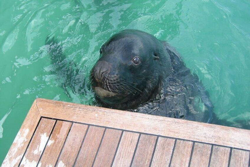 A male sea lion taking a closer look at our passengers.