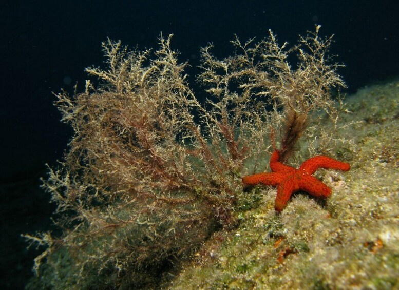 Picture 5 for Activity Athens: Adventure Dives in Nea Makri for Certified Divers