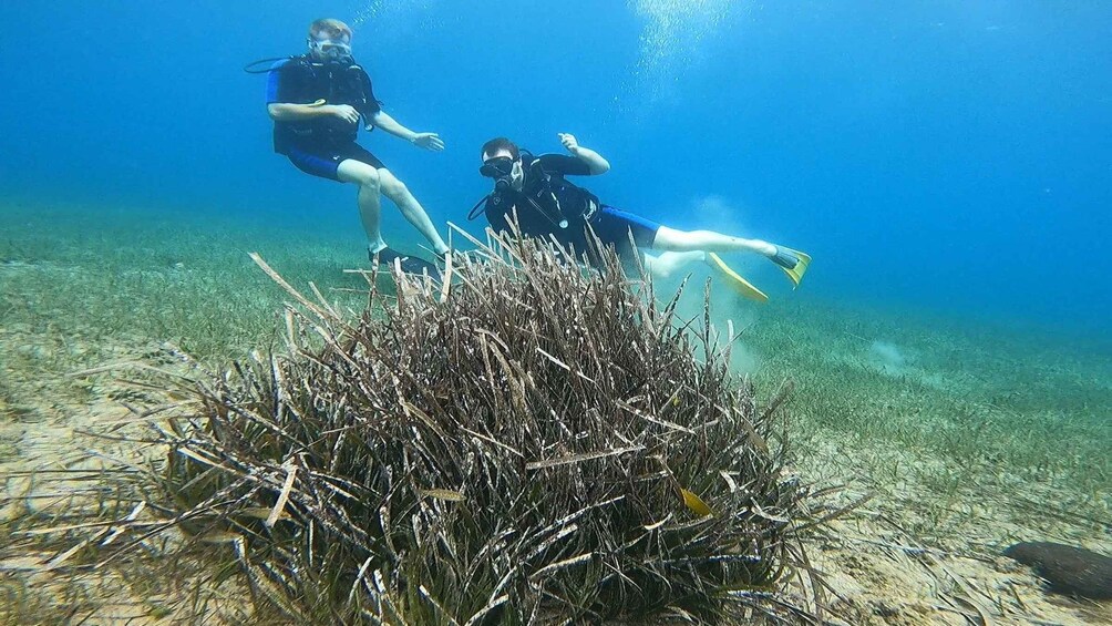 Picture 11 for Activity Athens: Adventure Dives in Nea Makri for Certified Divers