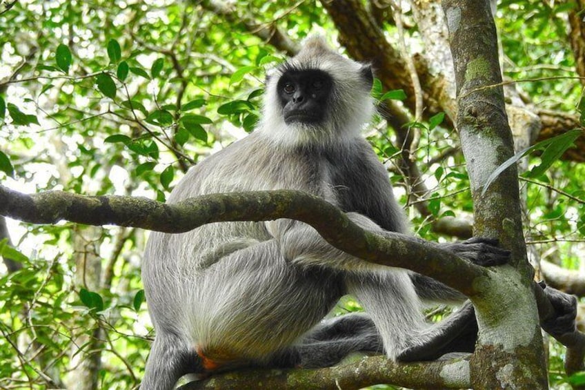 Private Day Tour to Wilpattu National Park From Colombo.