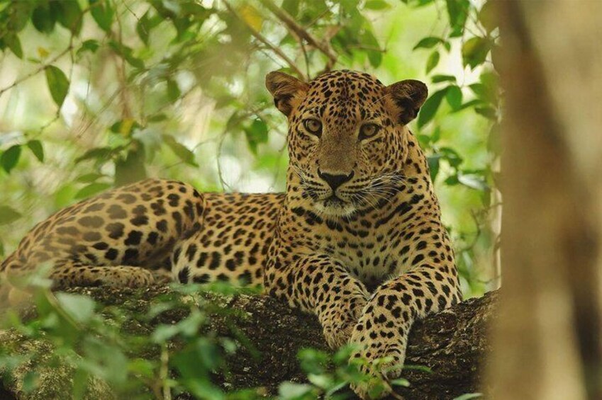 Private Day Tour to Wilpattu National Park From Colombo.