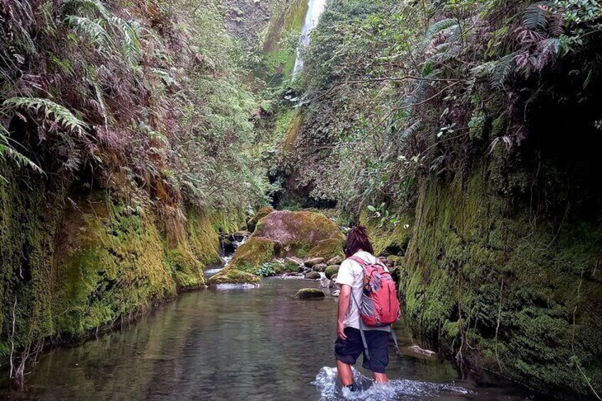 Birding tour and hike to waterfall at the foot of Poas volcano