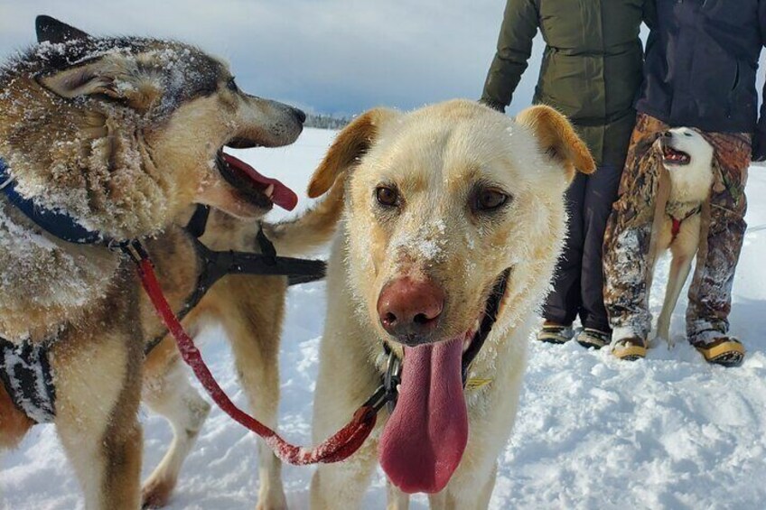 South Anchorage Turnagain Pass Spring Dog Sledding
