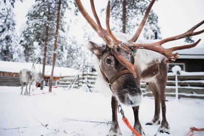 Rovaniemi: sneeuwscootertocht en rendierboerderijervaring