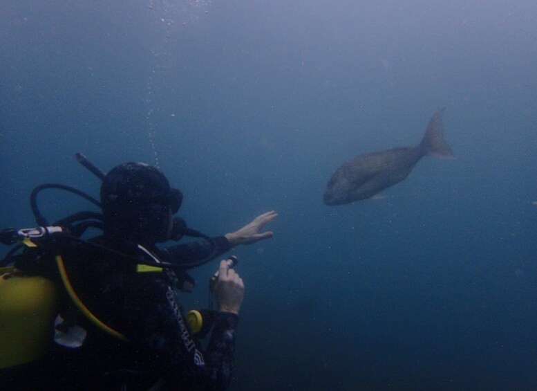 Picture 5 for Activity Leigh: Goat Island Guided Diving Tour for Certified Diver