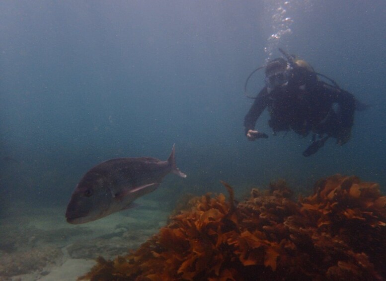 Picture 2 for Activity Leigh: Goat Island Guided Diving Tour for Certified Diver