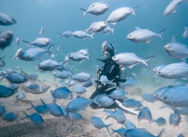 Guided Shore Dive Tour for Certified Divers