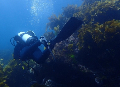Leigh: Tour subacqueo guidato dell'Isola delle Capre per subacquei certific...