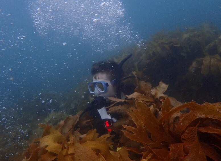 Picture 1 for Activity Leigh: Goat Island Guided Diving Tour for Certified Diver