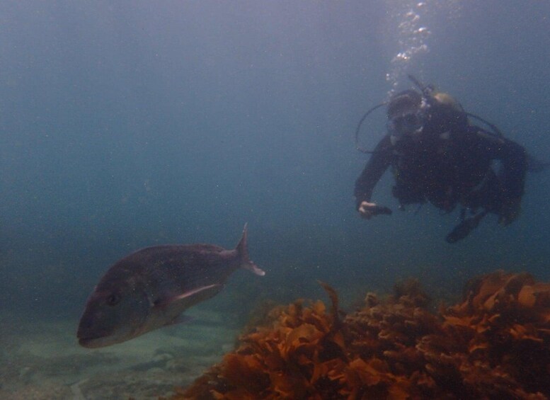 Picture 2 for Activity Leigh: Goat Island Guided Diving Tour for Certified Diver