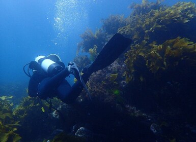 Leigh: tour guiado de buceo a Goat Island para buceadores certificados