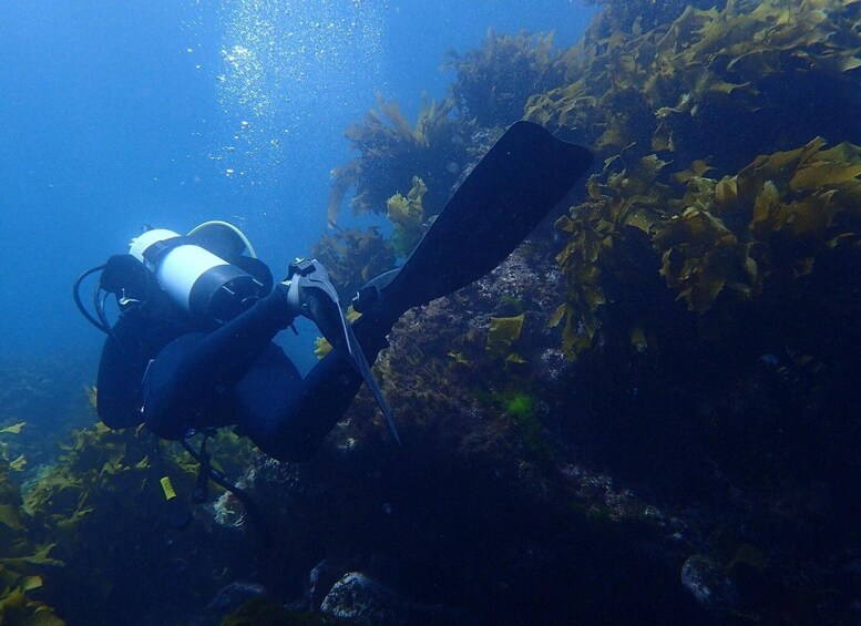 Leigh: Goat Island Guided Diving Tour for Certified Diver