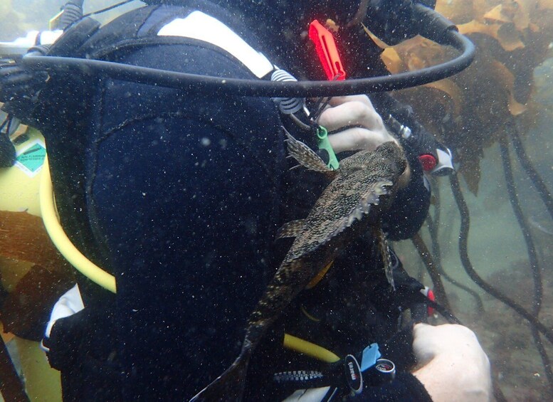 Picture 4 for Activity Leigh: Goat Island Guided Diving Tour for Certified Diver