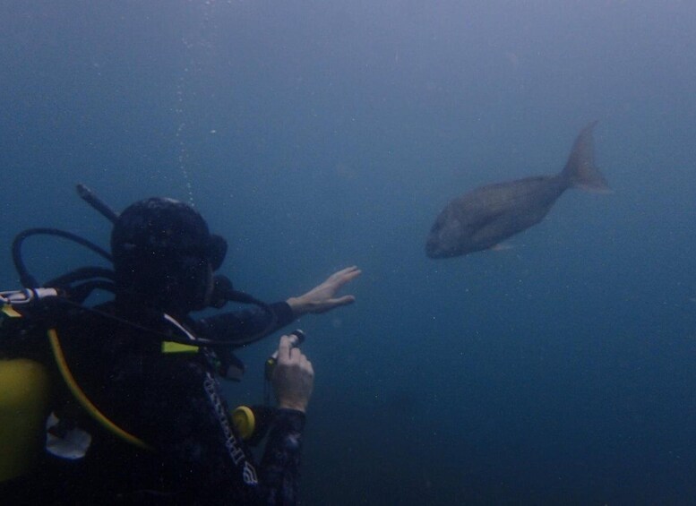 Picture 5 for Activity Leigh: Goat Island Guided Diving Tour for Certified Diver