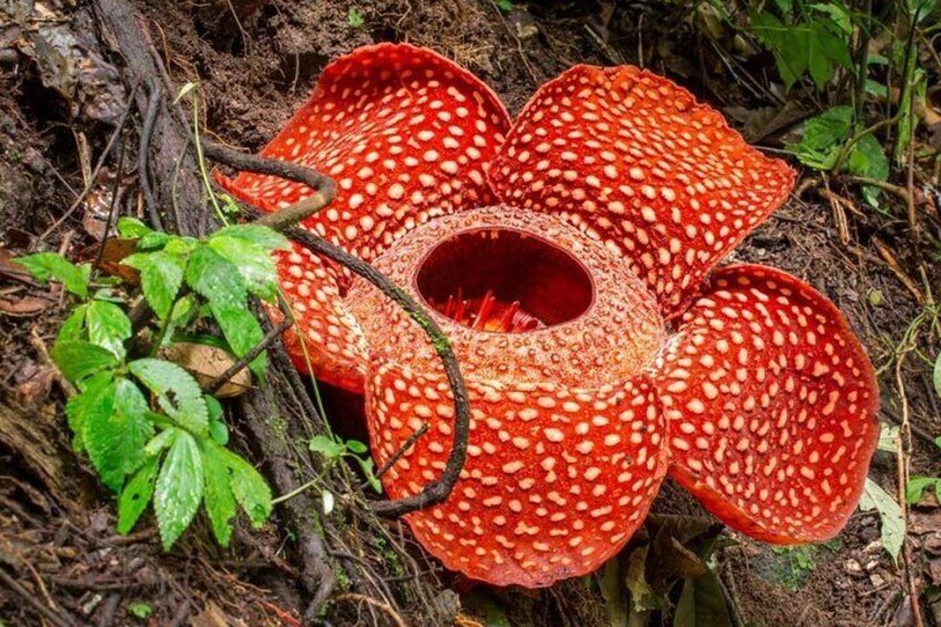 Rafflesia at Khao Sok National Park
