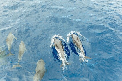 Costa Adeje: minicrucero con visión submarina de ballenas y delfines