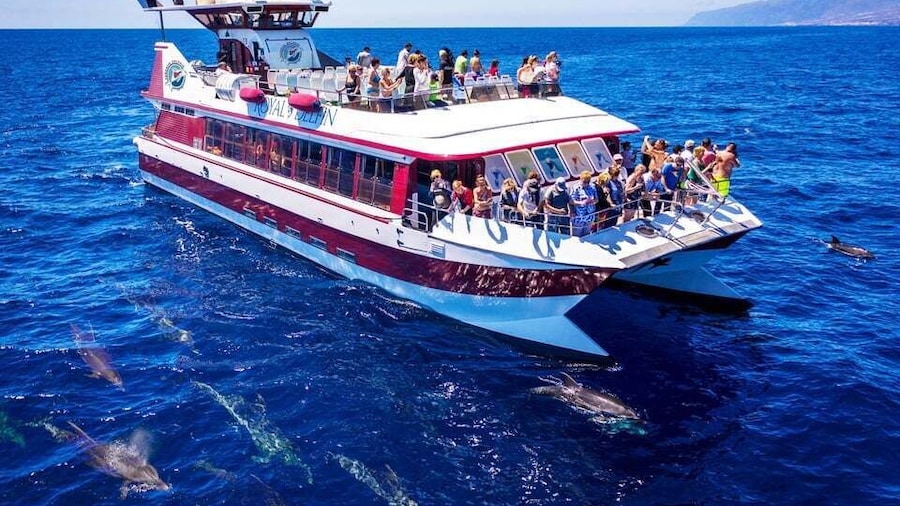 Costa Adeje: Whale & Dolphin Submarine Vision Mini Cruise