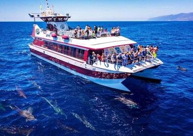 Costa Adeje: Whale & Dolphin Submarine Vision Mini Cruise