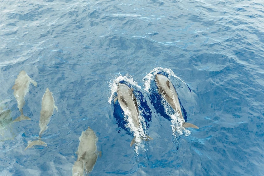 Tenerife: Whale and Dolphin Tour with Underwater Views