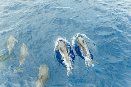Costa Adeje: Whale and Dolphin Tour with Underwater Views
