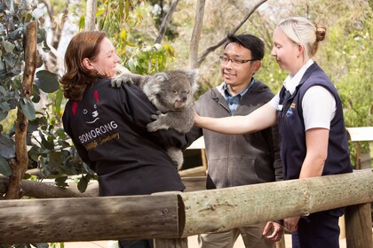 Tasmanian Devils and Richmond Afternoon Tour