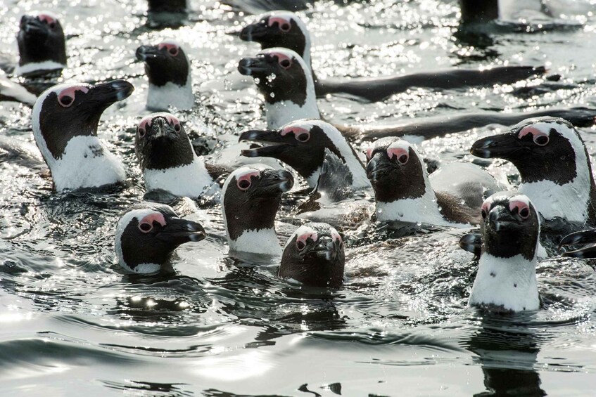 Picture 1 for Activity Cape Town: Guided Marine Wildlife Cruise and Cape Point Tour