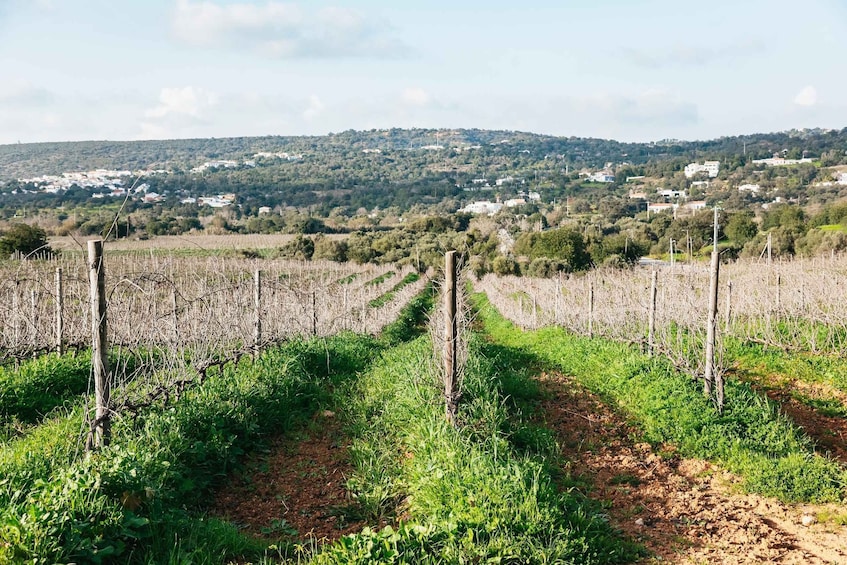 Picture 6 for Activity Loulé: Quinta da Tôr Winery Guided Tour and Wine Tasting