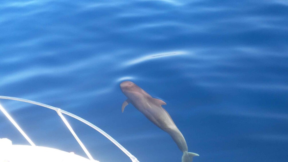 Picture 5 for Activity From San Juan beach : Marine Life Cruise