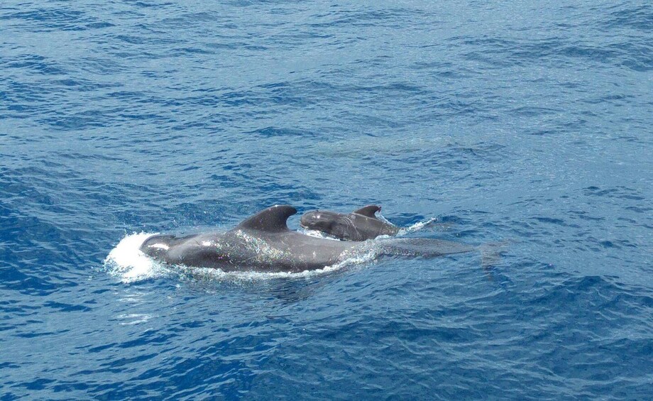 Picture 4 for Activity From San Juan beach : Marine Life Cruise