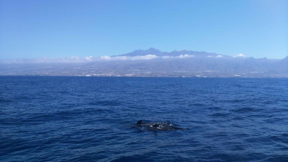 Picture 6 for Activity From San Juan beach : Marine Life Cruise