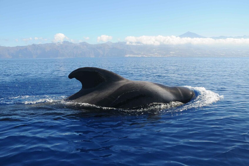 From San Juan beach : Marine Life Cruise