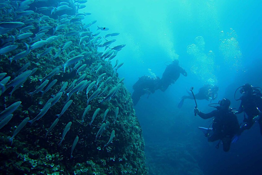 Picture 10 for Activity Scuba Diving in Dubrovnik: 1 Dive for Certified Divers