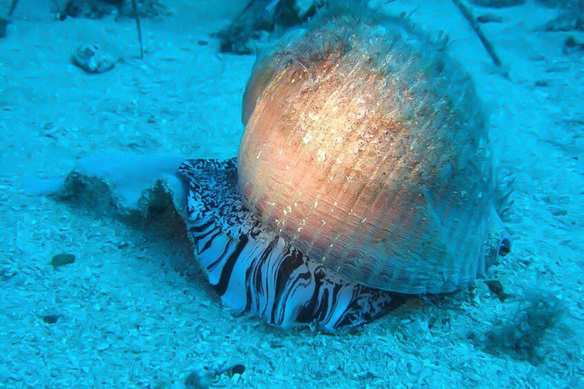 Picture 4 for Activity Scuba Diving in Dubrovnik: 1 Dive for Certified Divers