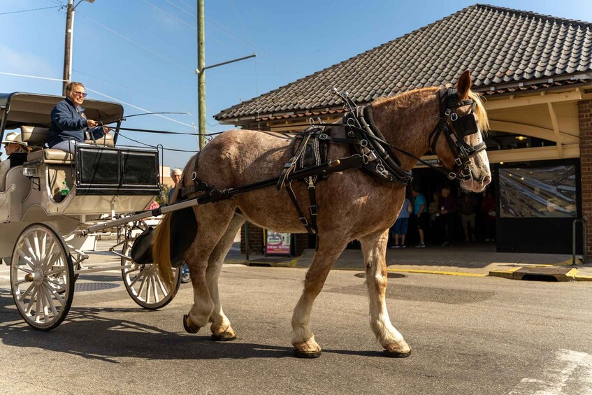 Picture 3 for Activity Charleston, SC: Private Daytime Carriage Ride