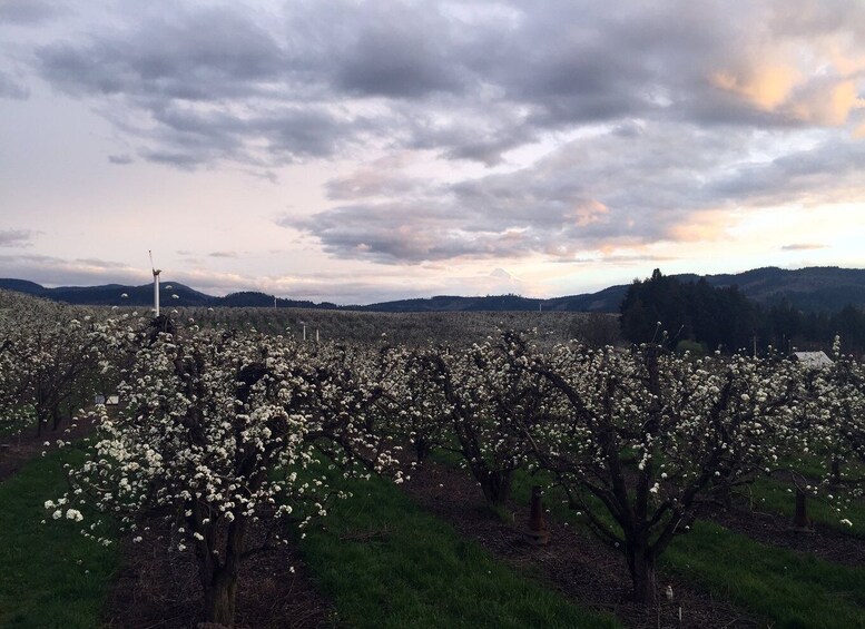 Picture 3 for Activity Portland: Mount Hood Wine and Waterfalls Full-Day Tour