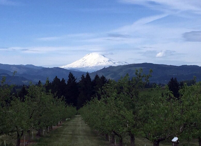 Picture 2 for Activity Portland: Mount Hood Wine and Waterfalls Full-Day Tour