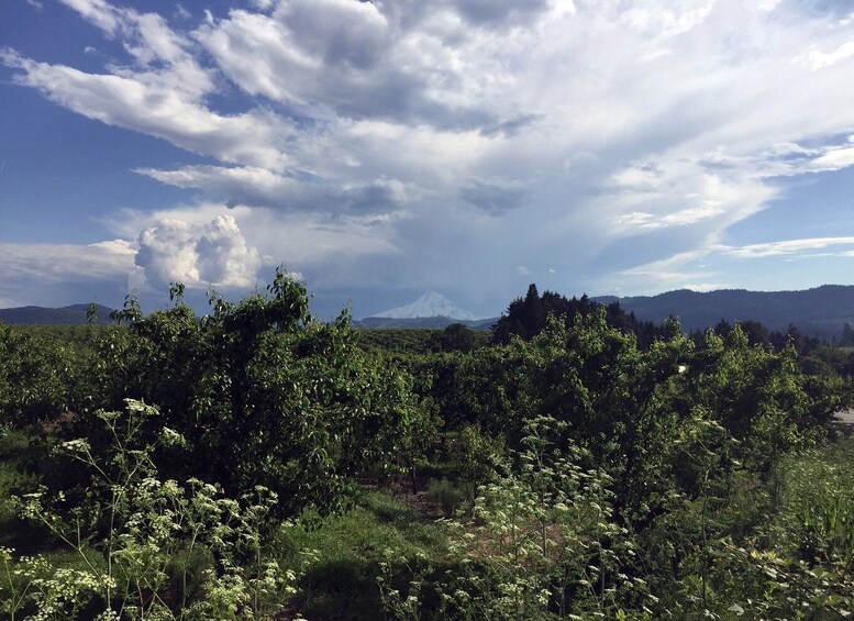 Picture 9 for Activity Portland: Mount Hood Wine and Waterfalls Full-Day Tour