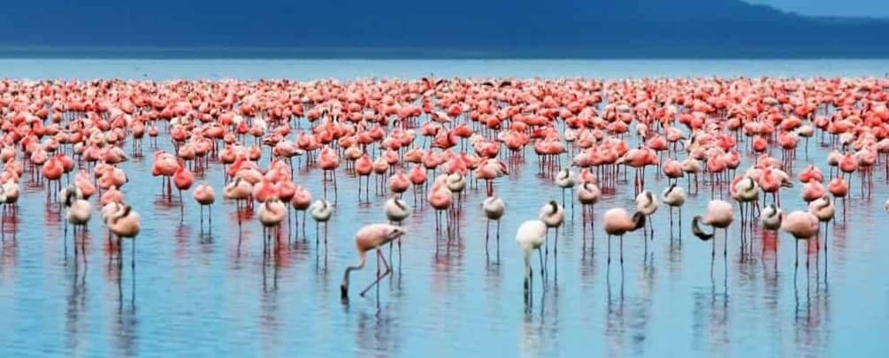 Picture 2 for Activity From Nairobi: Lakes Nakuru & Naivasha National Park Day Tour