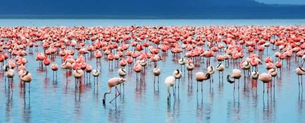 Picture 2 for Activity From Nairobi: Lakes Nakuru & Naivasha National Park Day Tour