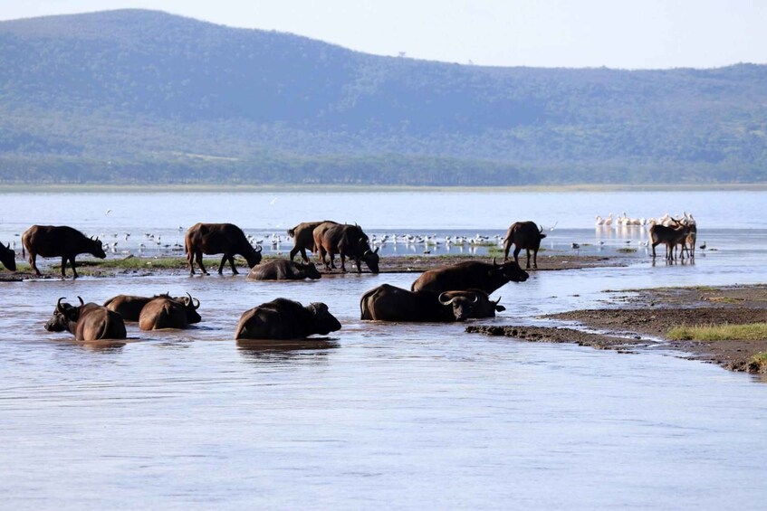 Picture 4 for Activity From Nairobi: Lakes Nakuru & Naivasha National Park Day Tour