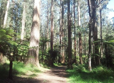 Fra Melbourne: Privat dagstur til Dandenong Ranges