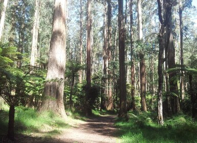 Desde Melbourne: tour privado de un día a la cordillera de Dandenong