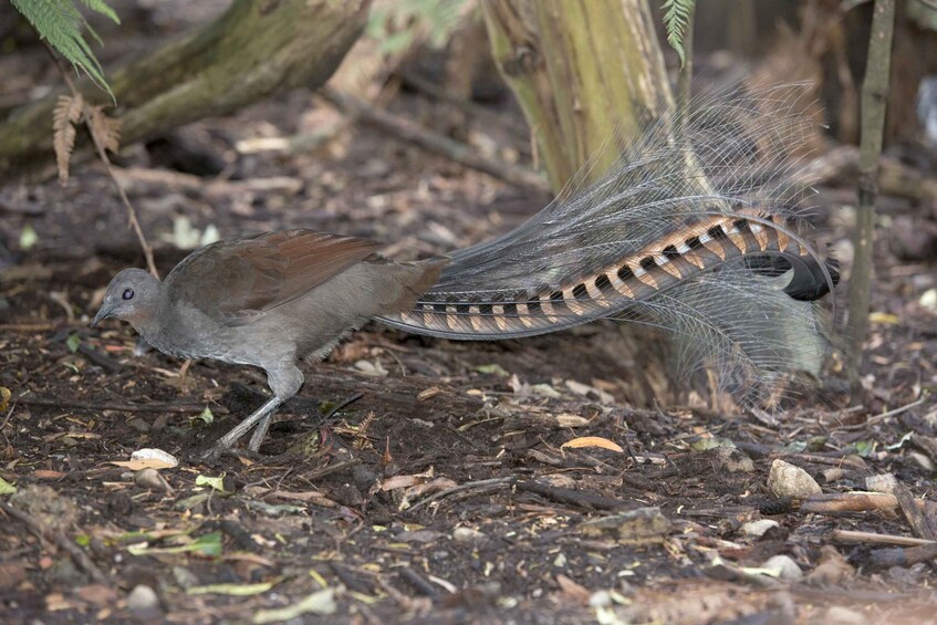 Picture 4 for Activity From Melbourne: Dandenong Ranges Private Day Tour