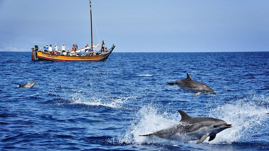 Madeira: Whale Watching Excursion in a Traditional Vessel