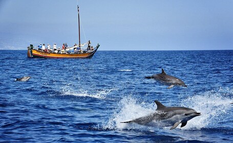 Madère : Excursion d’observation des baleines dans un navire traditionnel