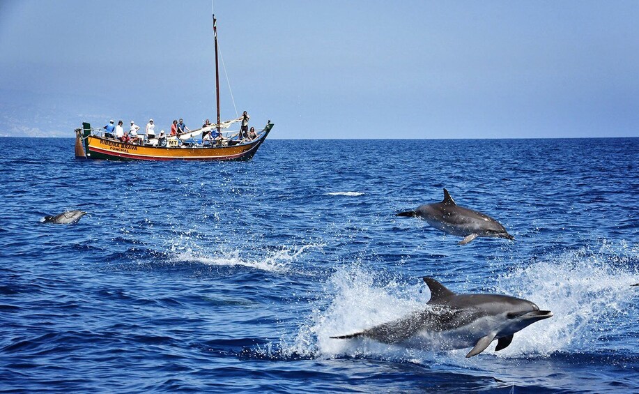 Madeira: Whale Watching Excursion in a Traditional Vessel