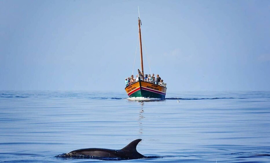 Picture 11 for Activity Madeira: Whale Watching Excursion in a Traditional Vessel