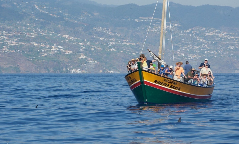 Picture 2 for Activity Madeira: Whale Watching Excursion in a Traditional Vessel