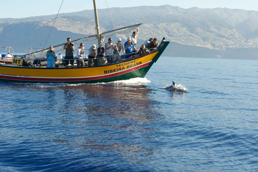 Picture 6 for Activity Madeira: Whale Watching Excursion in a Traditional Vessel